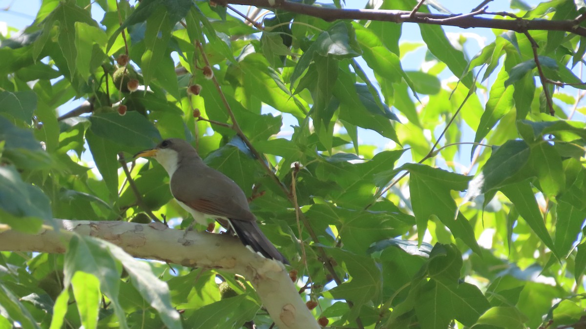 Yellow-billed Cuckoo - ML601823521