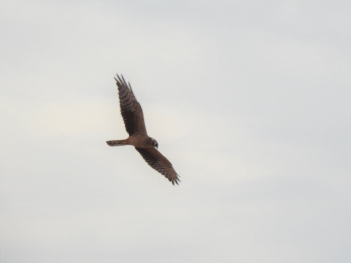 Montagu's Harrier - ML601824341