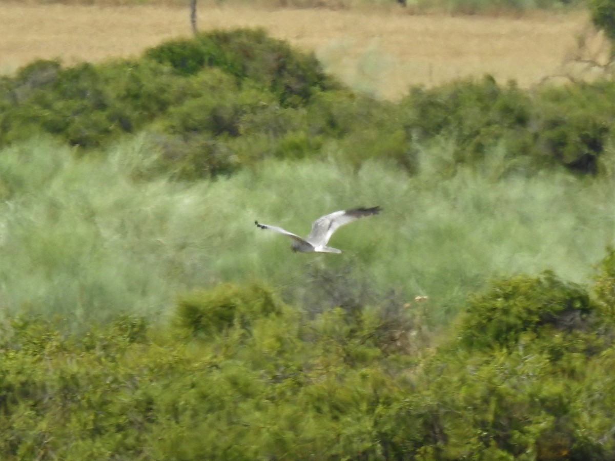 Montagu's Harrier - ML601824351