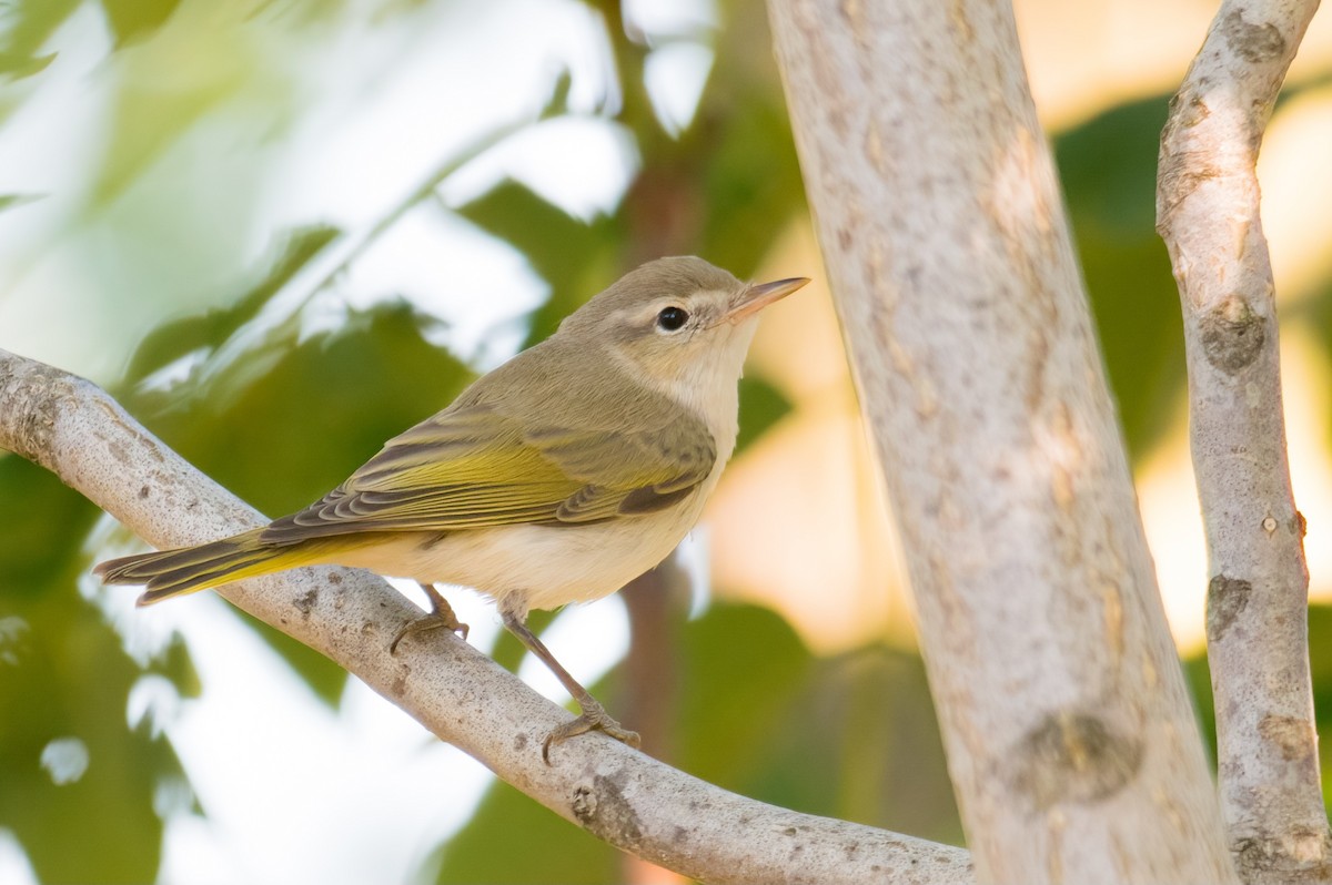 Eastern Bonelli's Warbler - Çağan Abbasoğlu