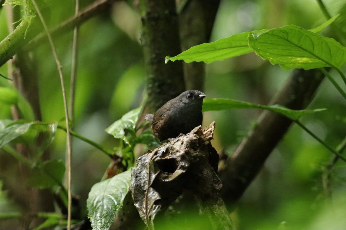 Choco Tapaculo - ML601826191