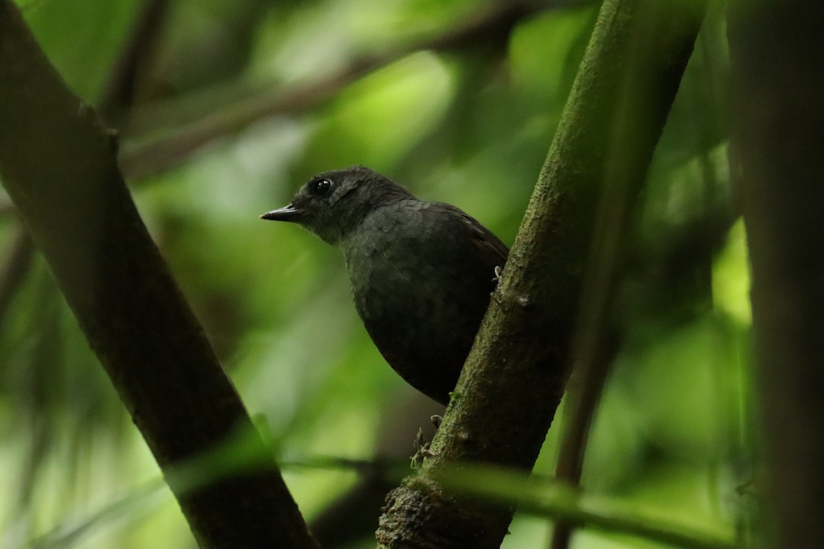 Choco Tapaculo - ML601826281