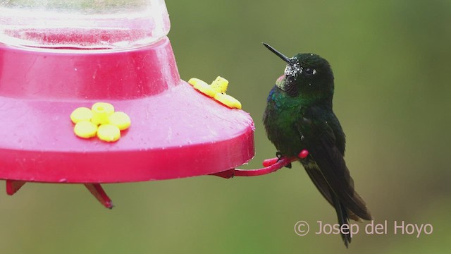 Colibrí Turmalina - ML601826431