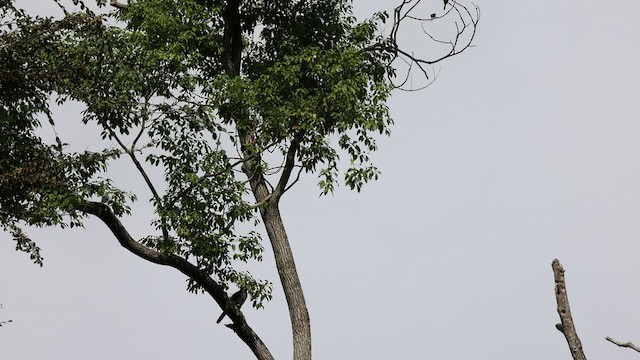 Crested Goshawk - ML601826441