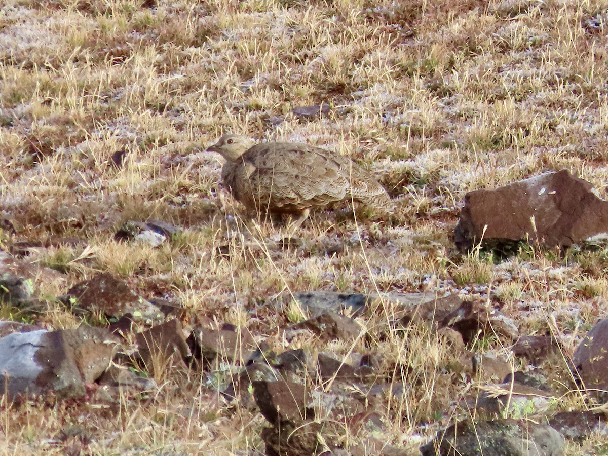 Rufous-bellied Seedsnipe - ML601826921