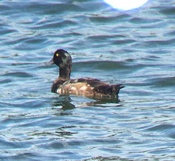 Тэнгисийн шумбуур - ML601827091