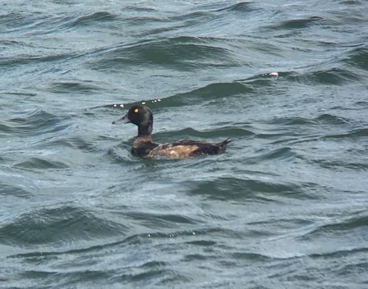 Тэнгисийн шумбуур - ML601827111