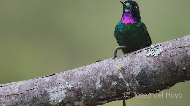 Colibrí Turmalina - ML601827731