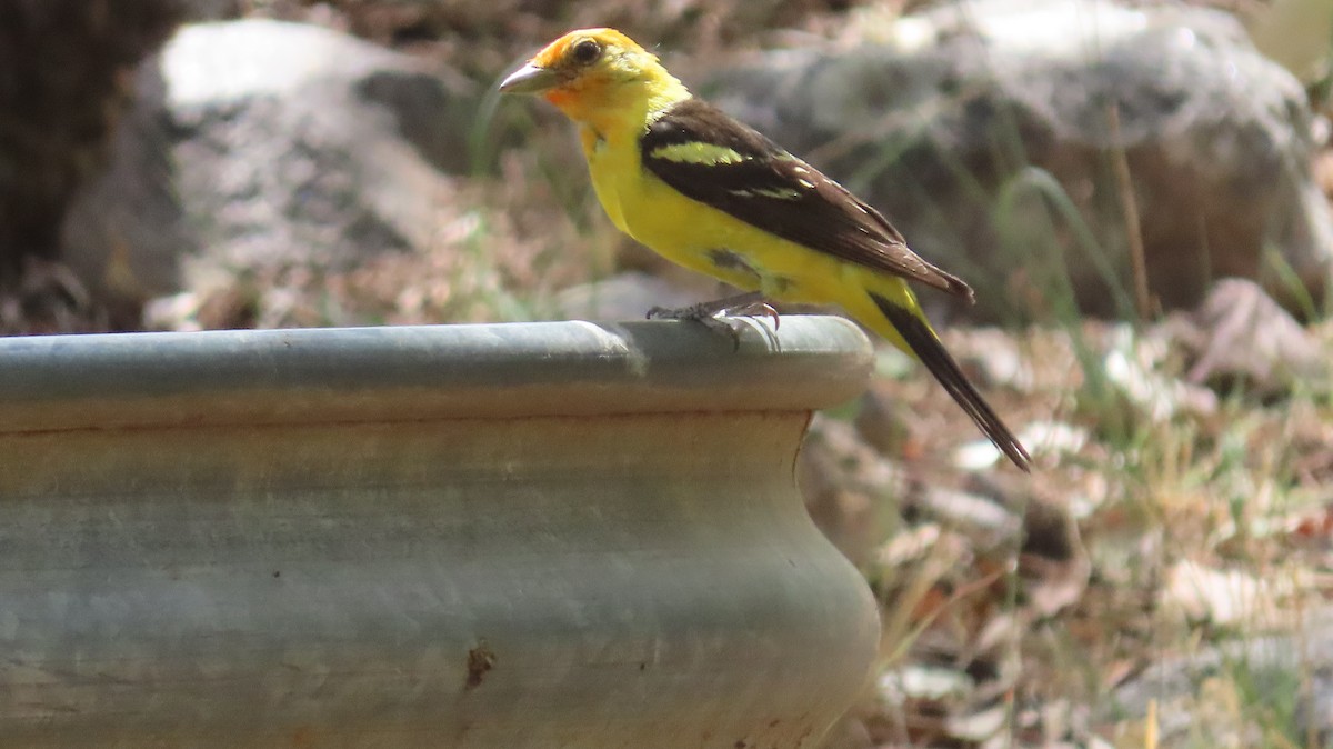 Western Tanager - ML601828291