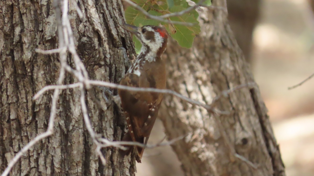Arizona Woodpecker - ML601828981