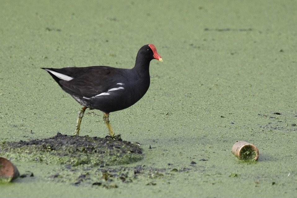 Common Gallinule - ML601829121