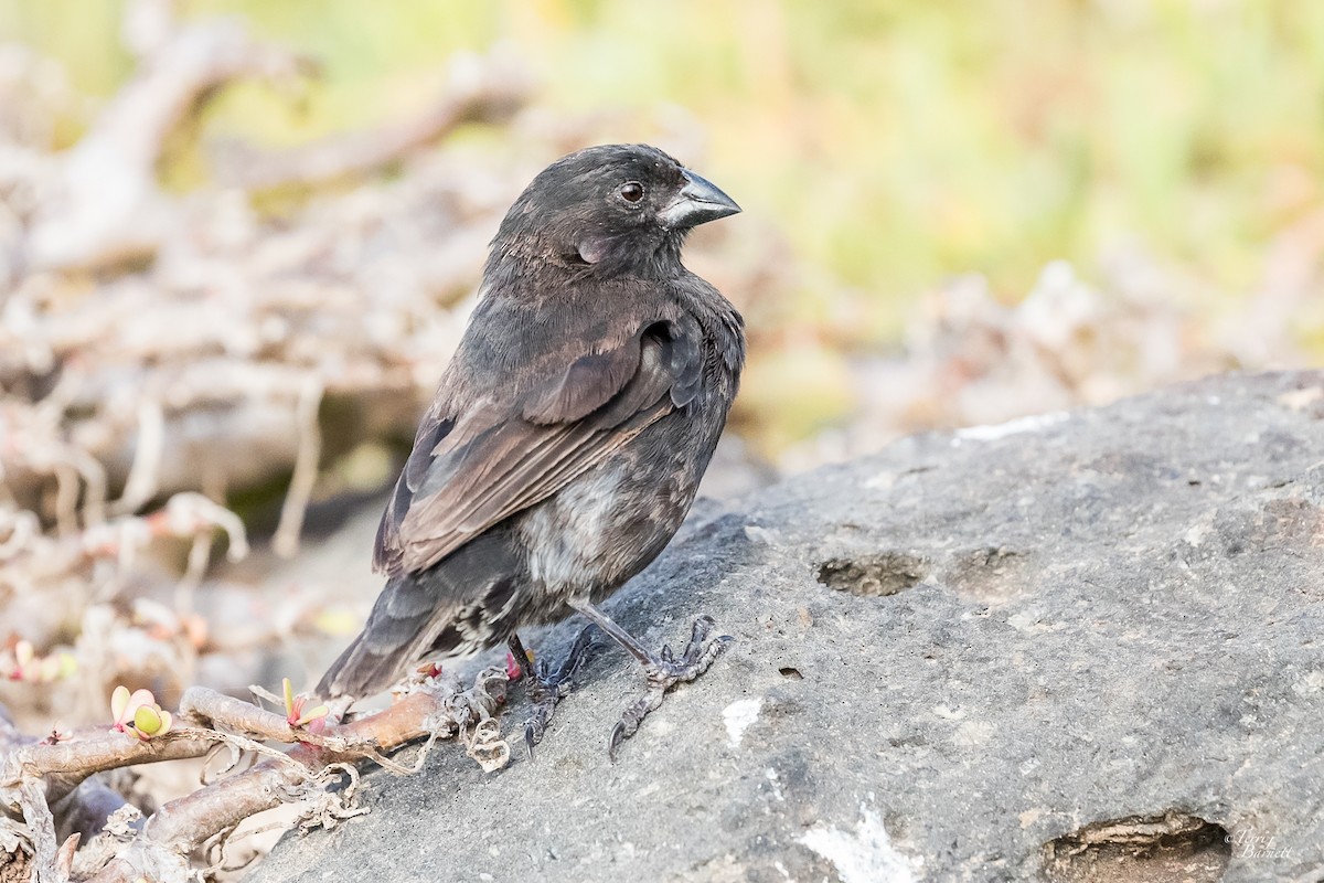 Medium Ground-Finch - ML601829641