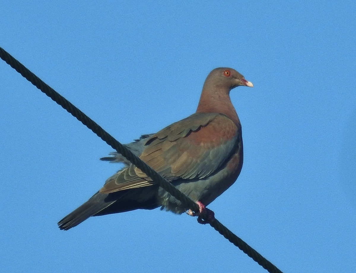 Pigeon à bec rouge - ML601829951