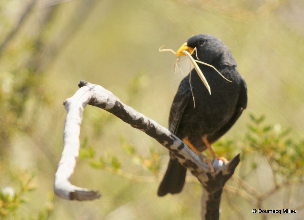 Carbonated Sierra Finch - Ricardo  Doumecq Milieu