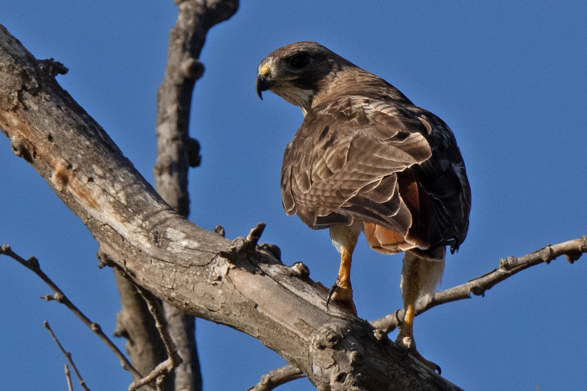 Red-tailed Hawk - ML601830951