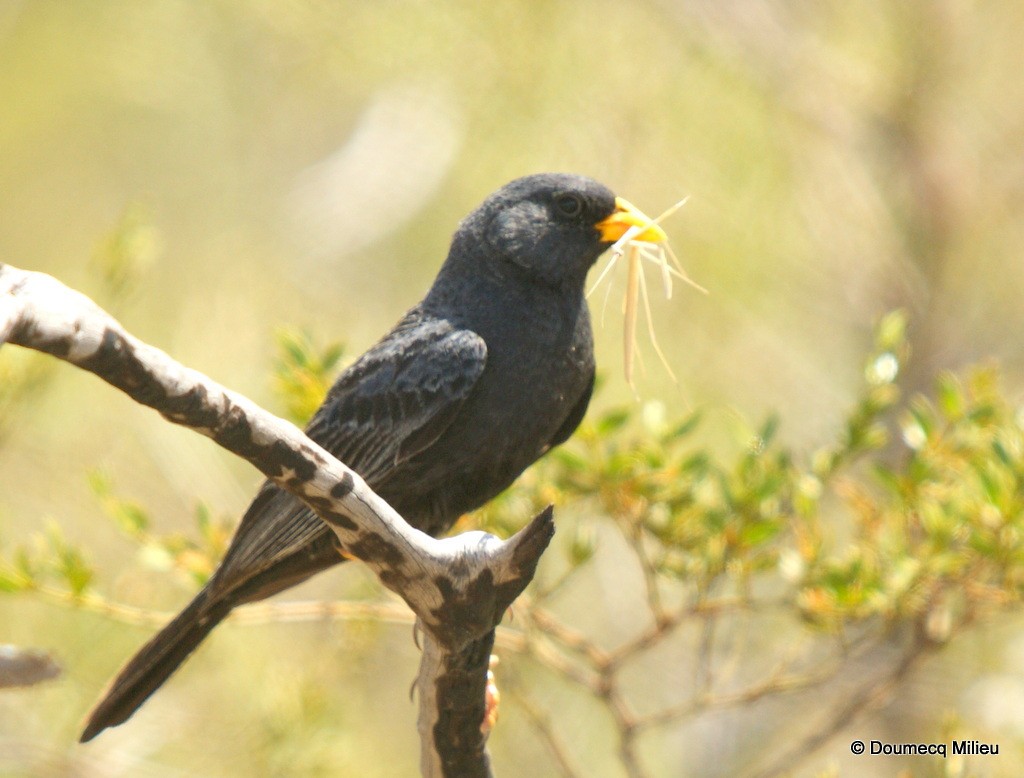 Carbonated Sierra Finch - Ricardo  Doumecq Milieu