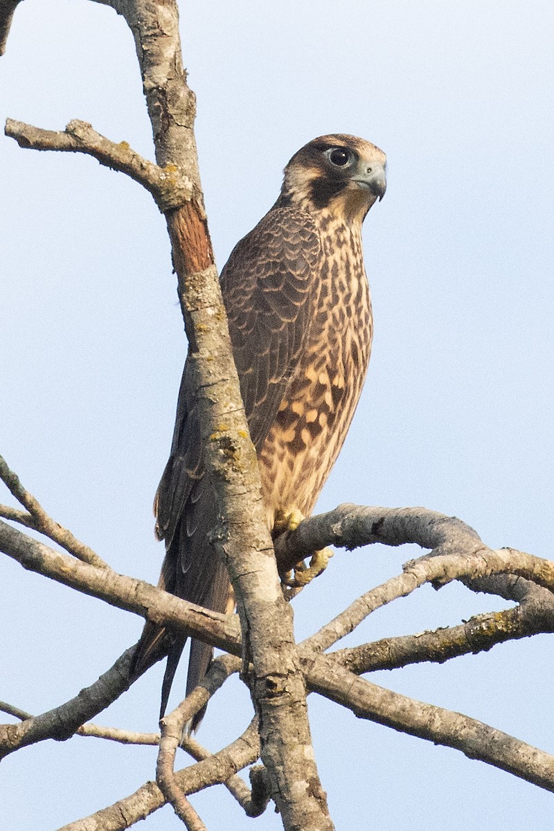 Halcón Peregrino (anatum) - ML601831521