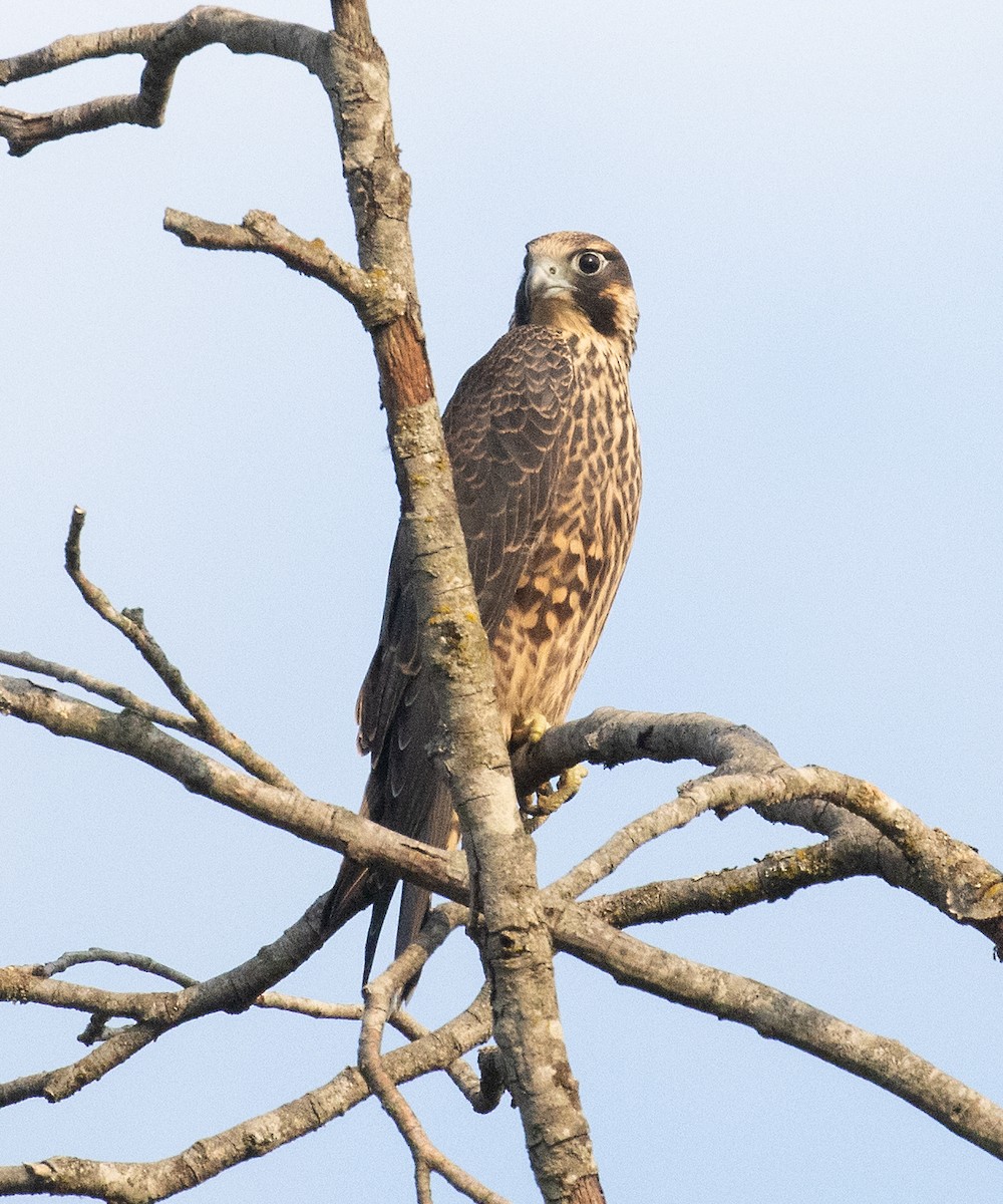 Halcón Peregrino (anatum) - ML601831531