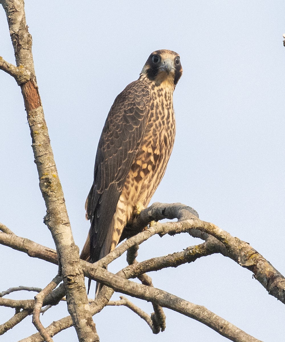 Halcón Peregrino (anatum) - ML601831541