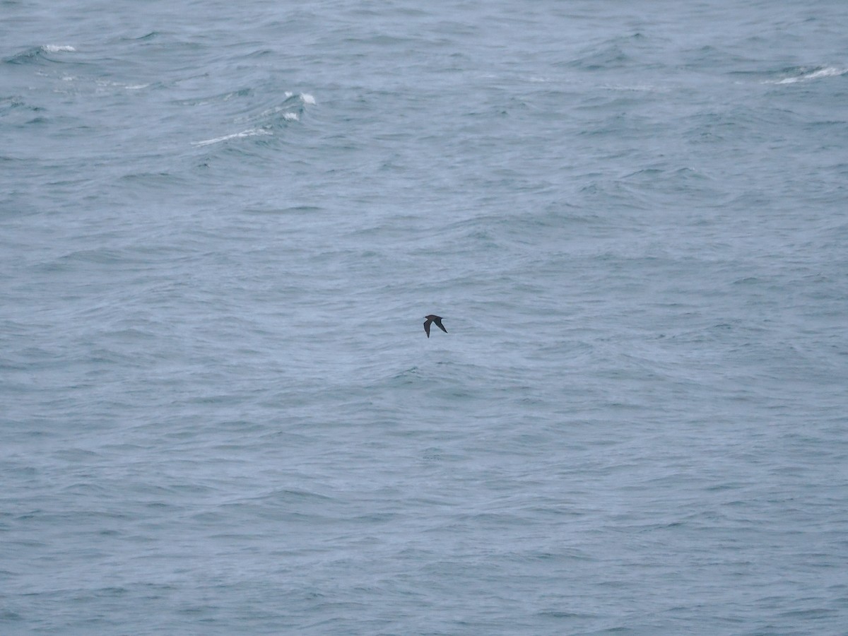 Parasitic Jaeger - ML601831751