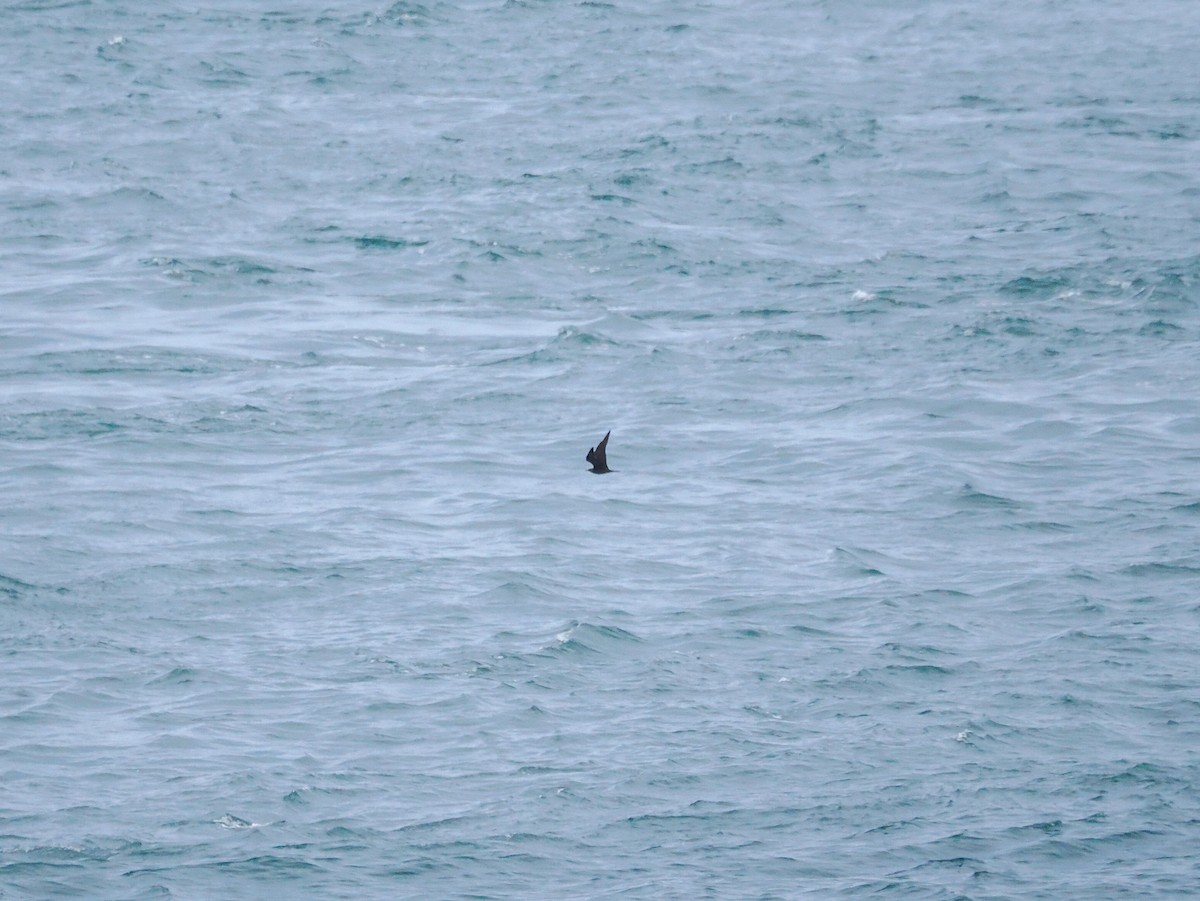 Parasitic Jaeger - ML601831761