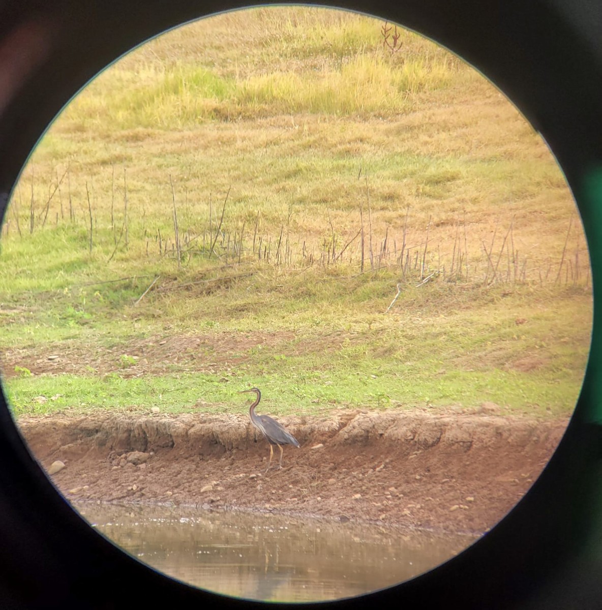 Héron pourpré - ML601832021