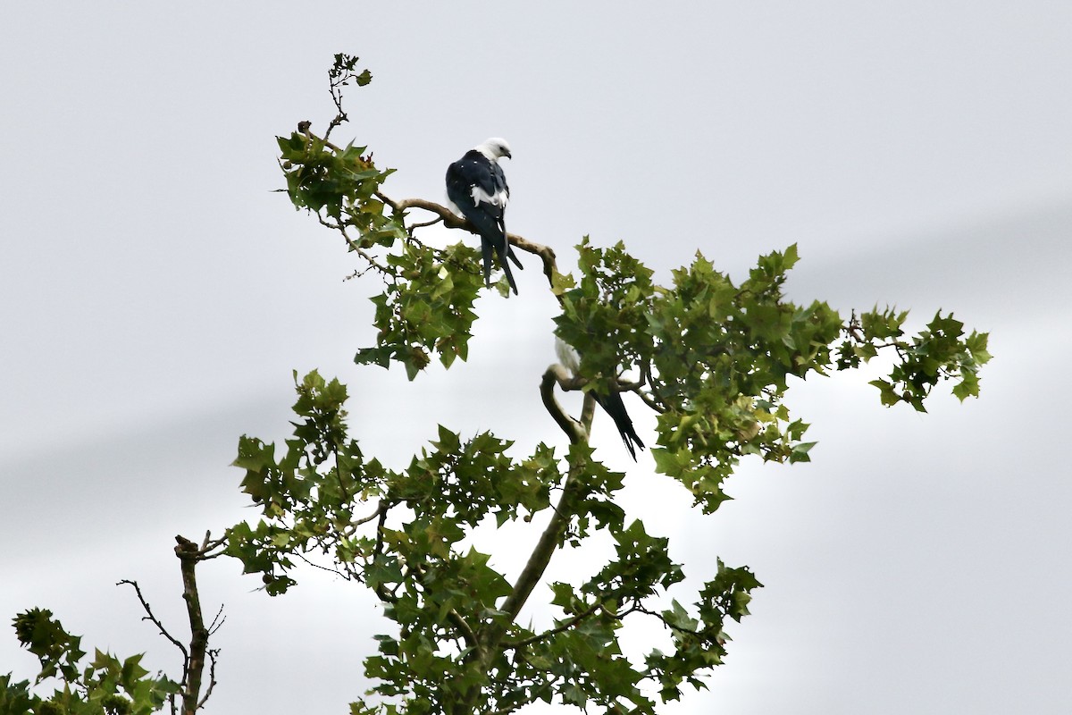 Swallow-tailed Kite - ML601833951