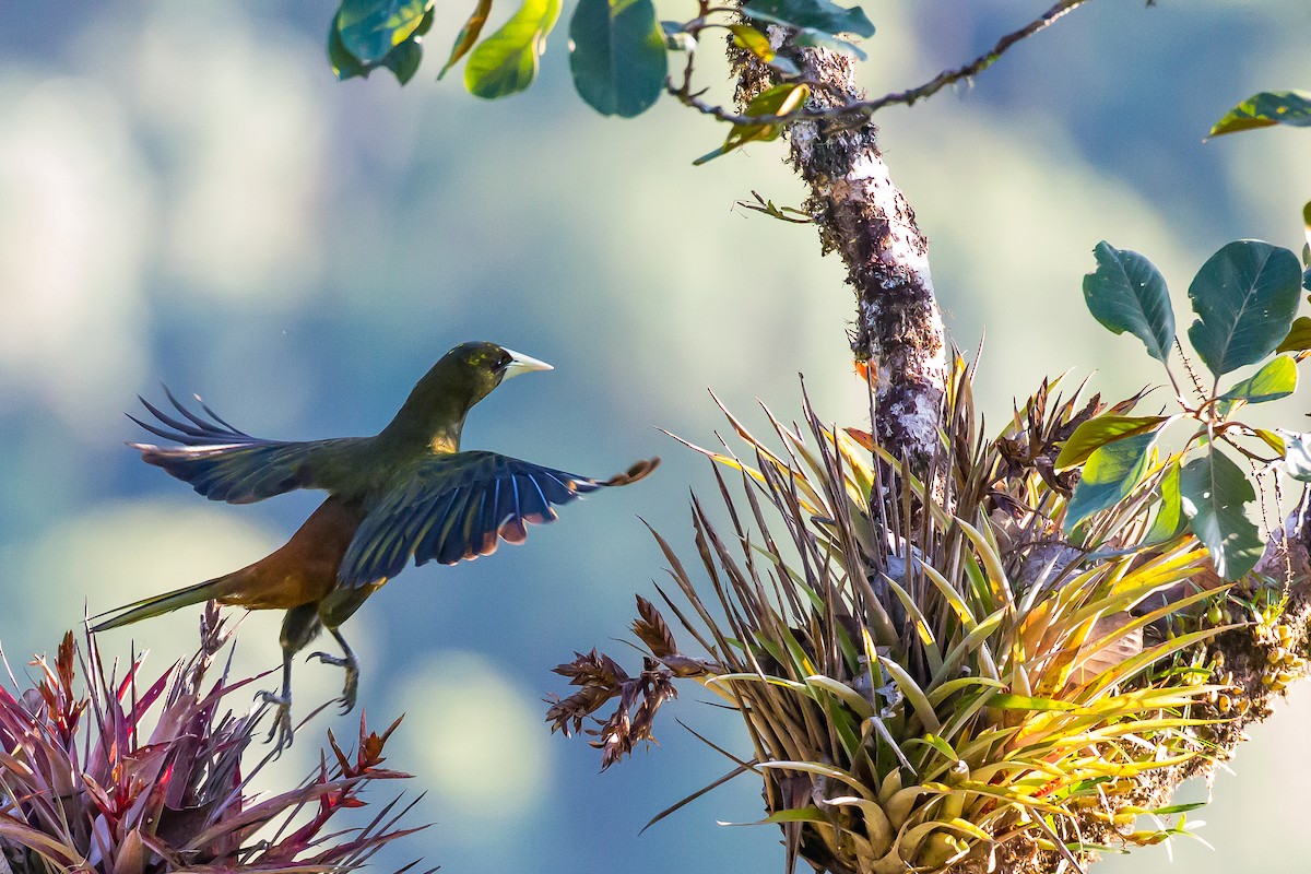 Dusky-green Oropendola - ML601834061