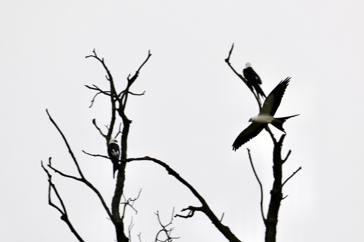 Swallow-tailed Kite - ML601834121