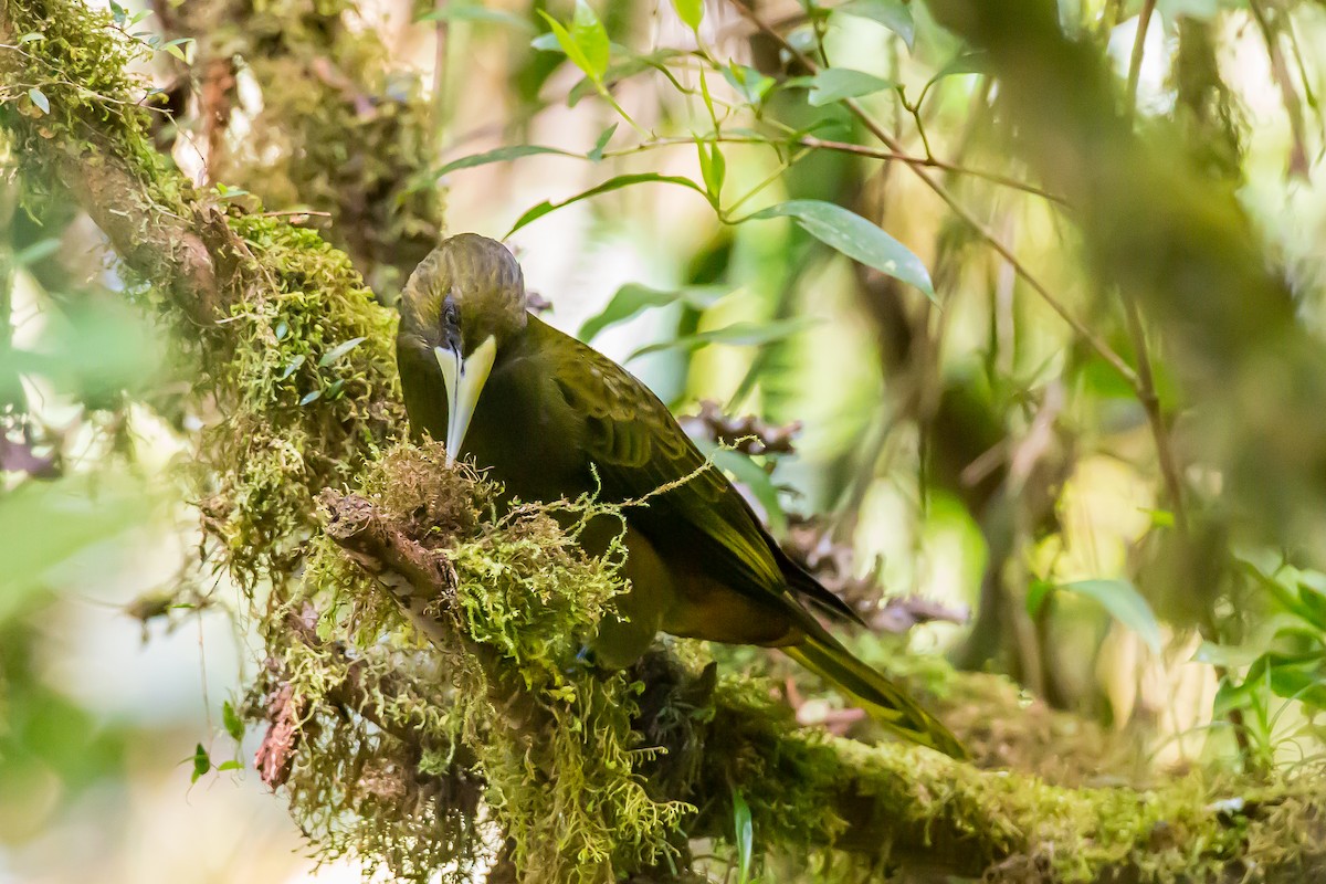 Dusky-green Oropendola - ML601834191