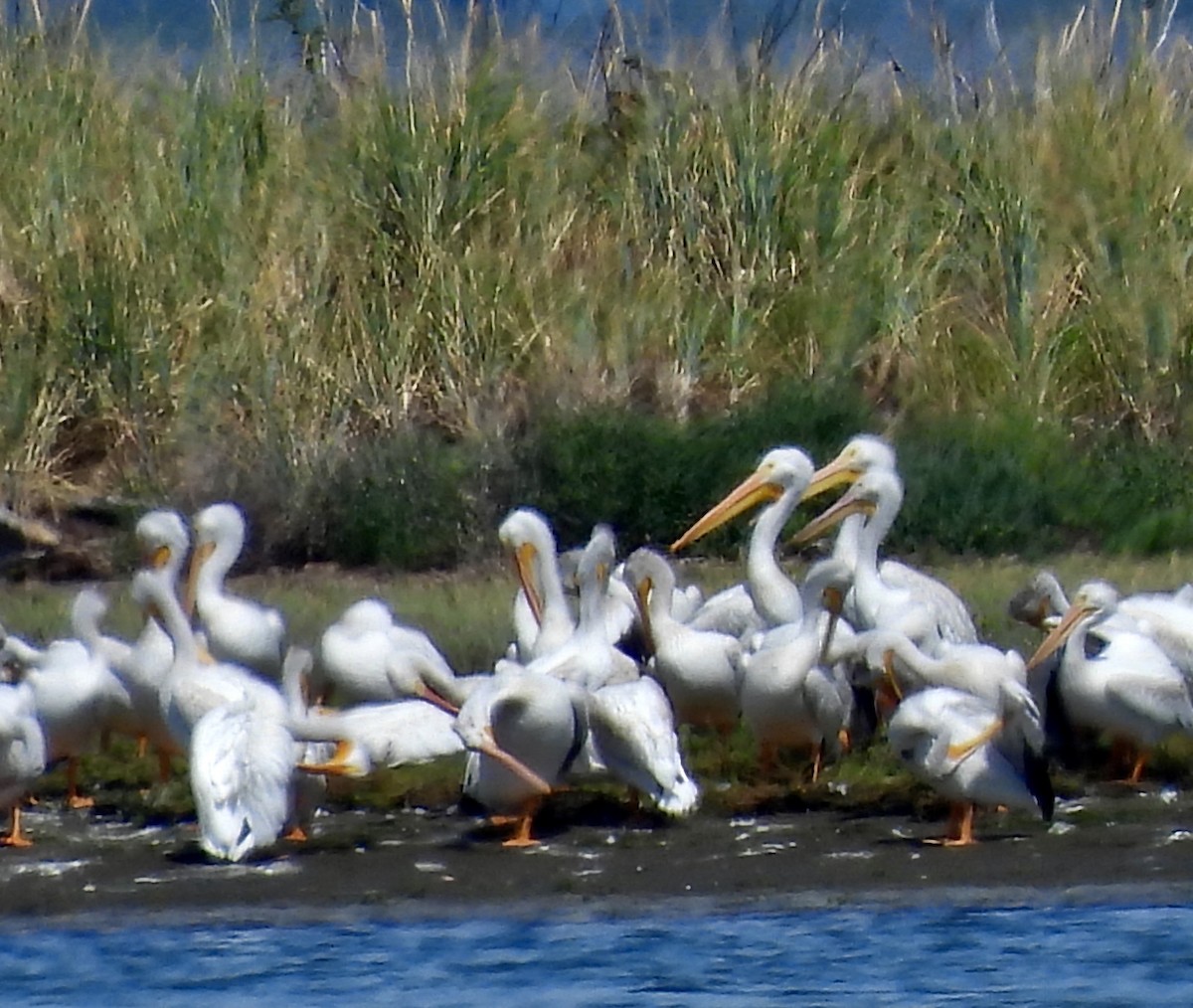 pelikán severoamerický - ML601834231