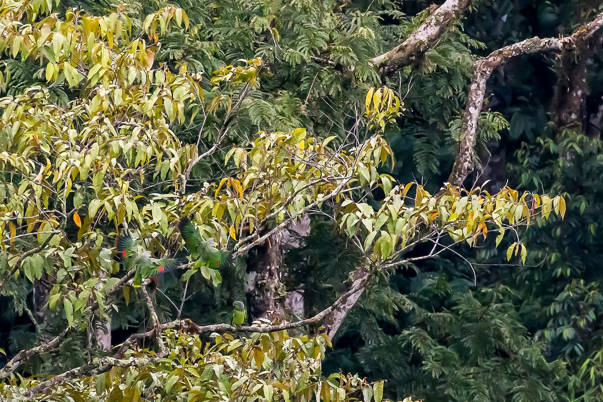 Scaly-naped Amazon - ML601835671
