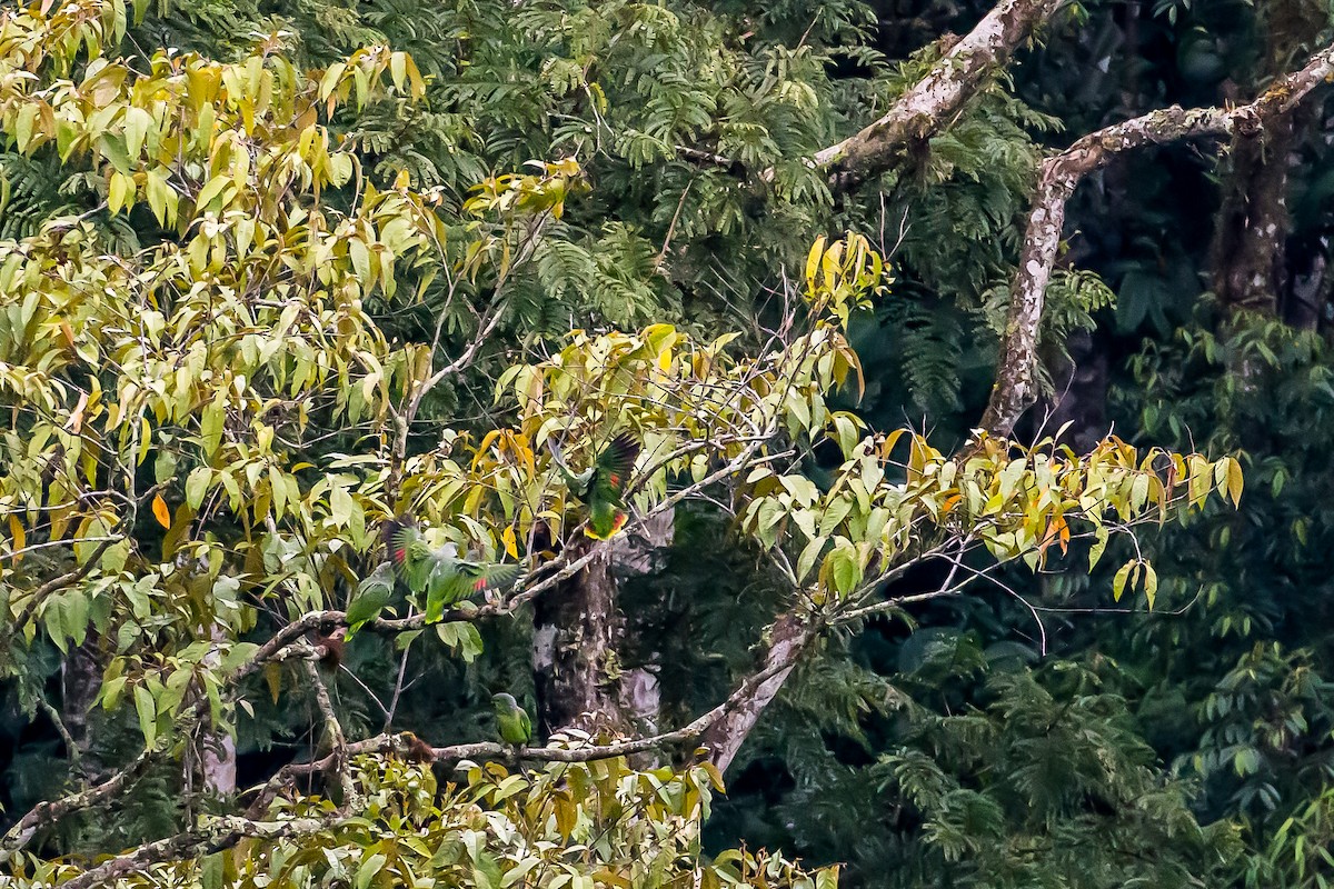 Scaly-naped Amazon - ML601835801