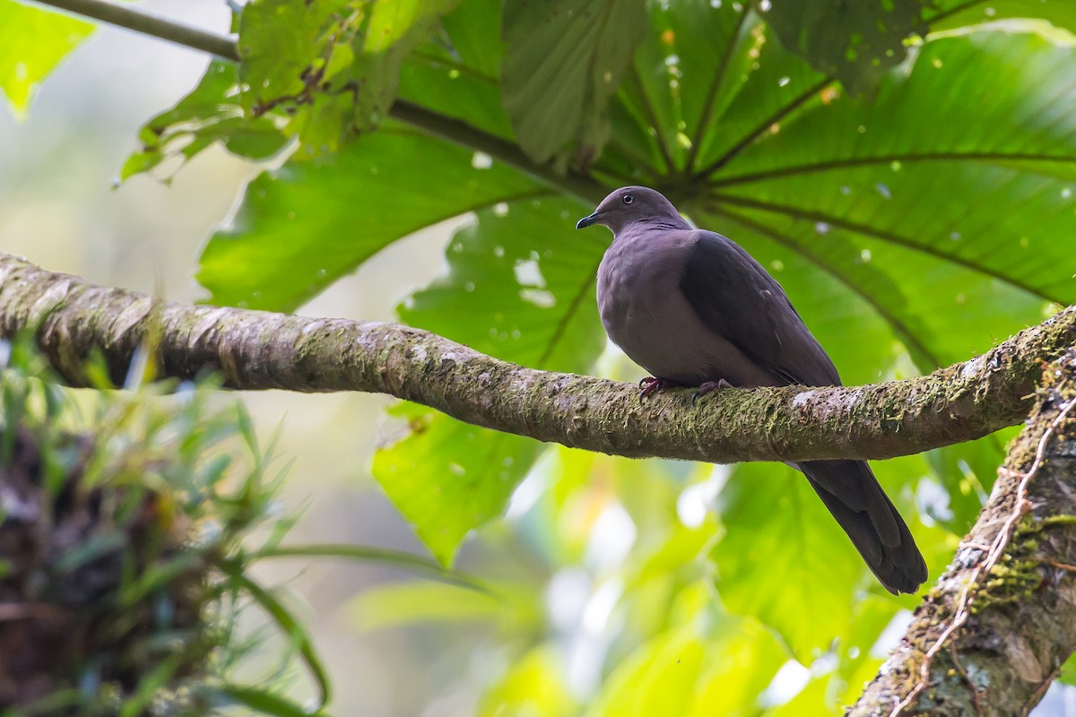 Plumbeous Pigeon - ML601835891