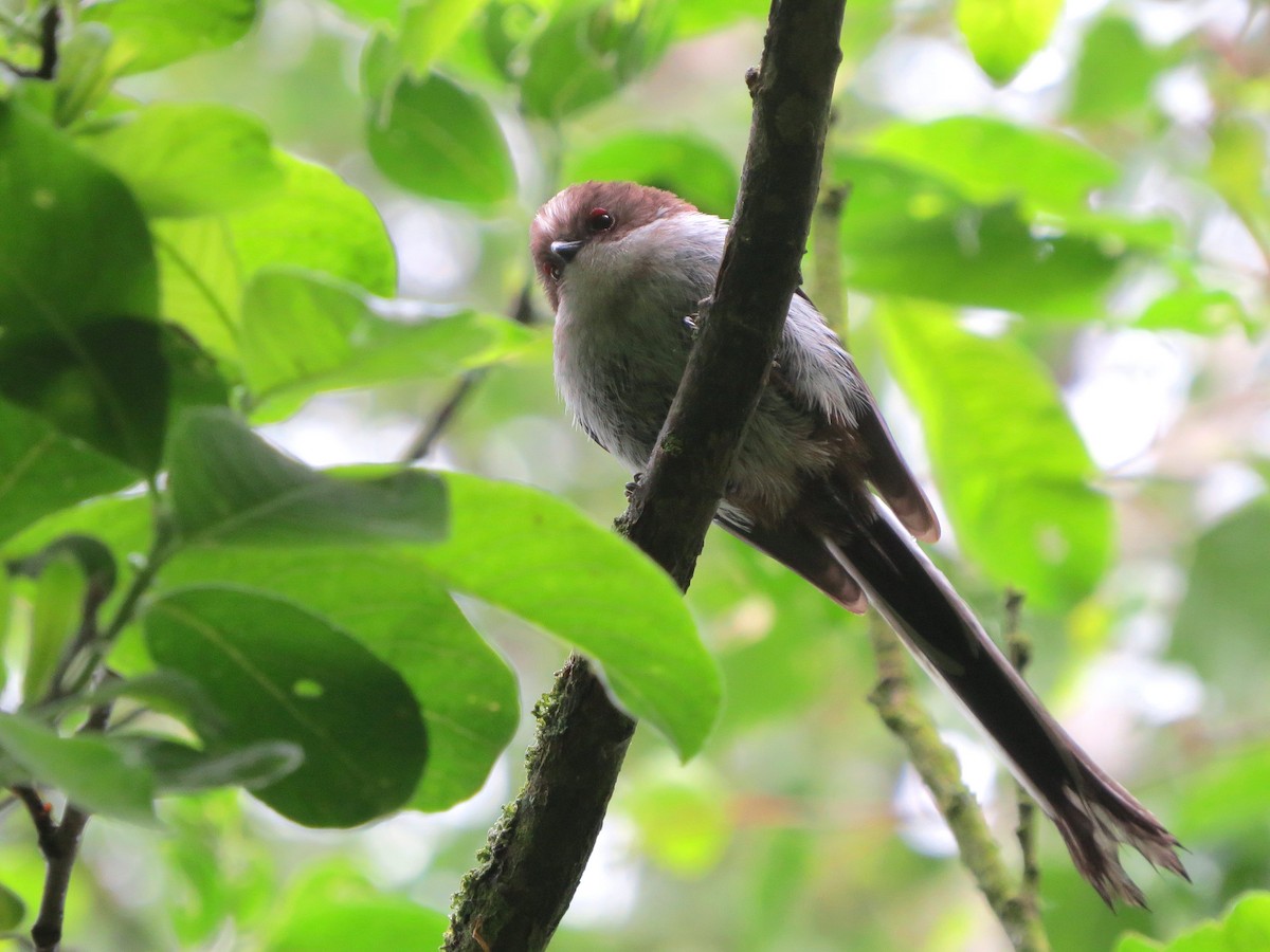 Long-tailed Tit - ML601836401