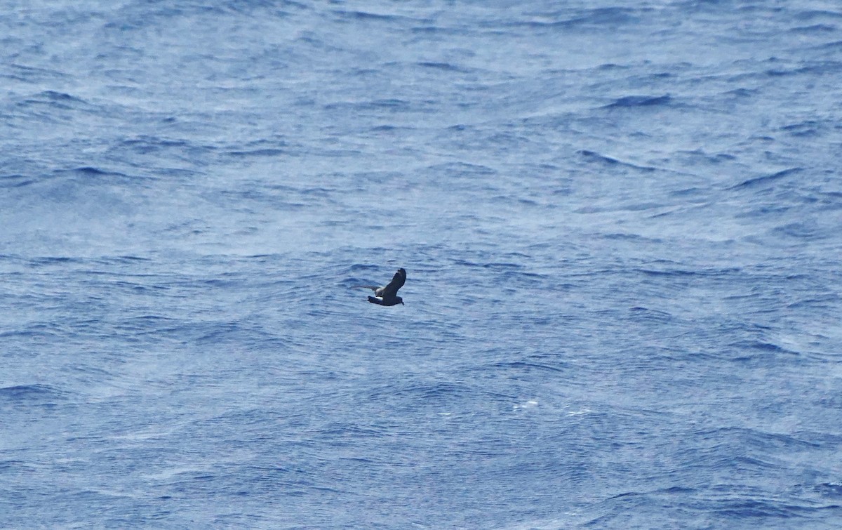 Cape Verde Storm-Petrel - Gonzalo Mucientes Sandoval