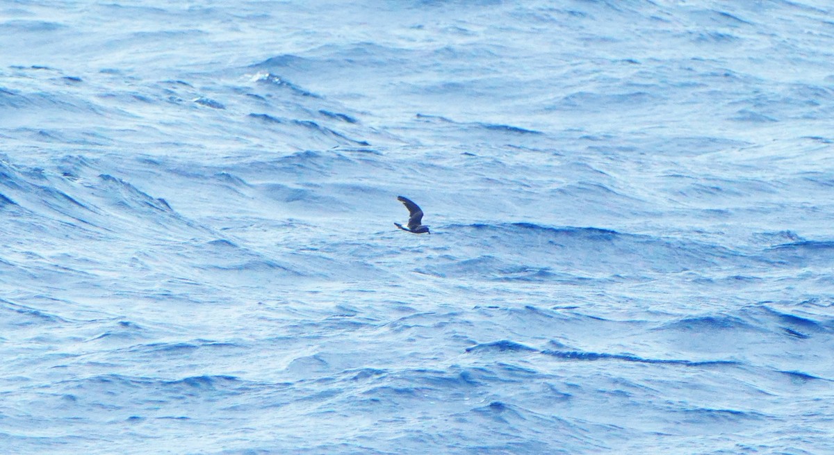 Cape Verde Storm-Petrel - ML601836591