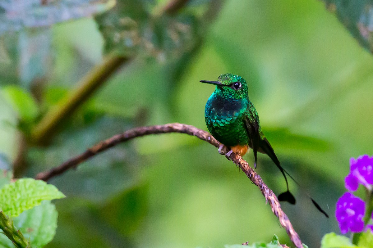 Rufous-booted Racket-tail (Anna's) - ML601837211
