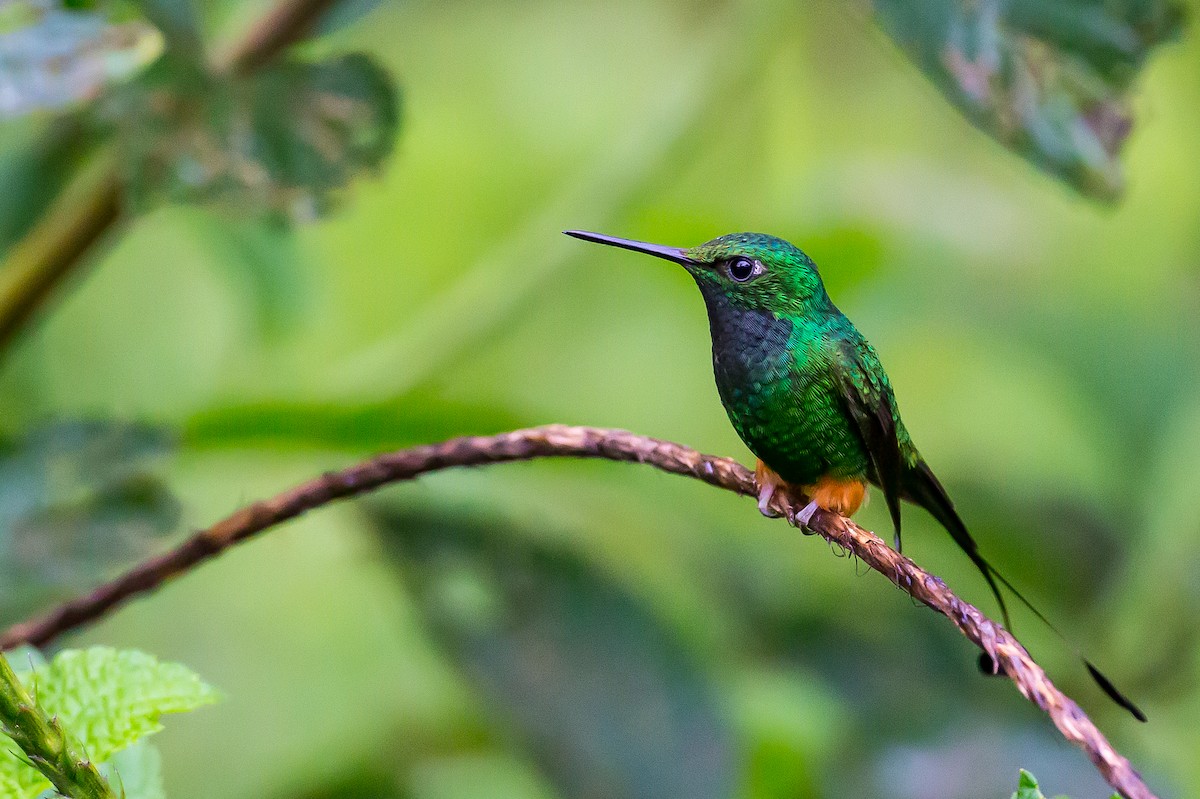 Rufous-booted Racket-tail (Anna's) - Anonymous