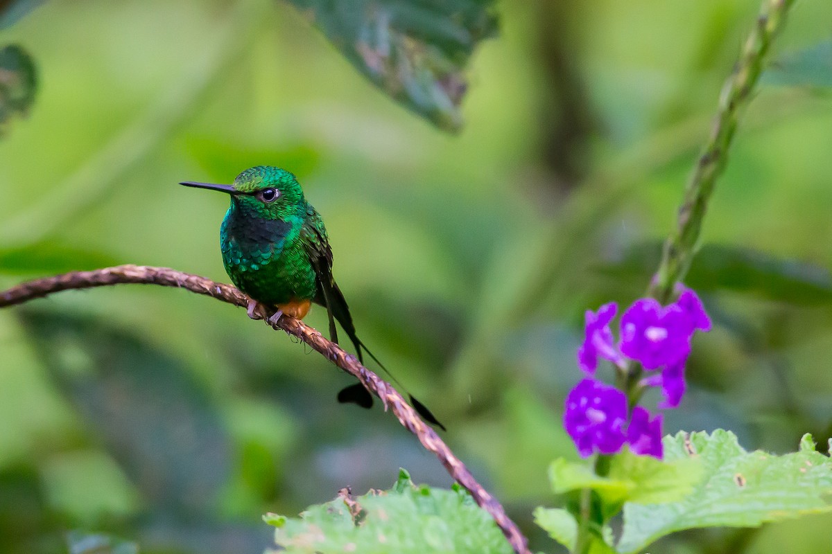 Rufous-booted Racket-tail (Anna's) - ML601837231