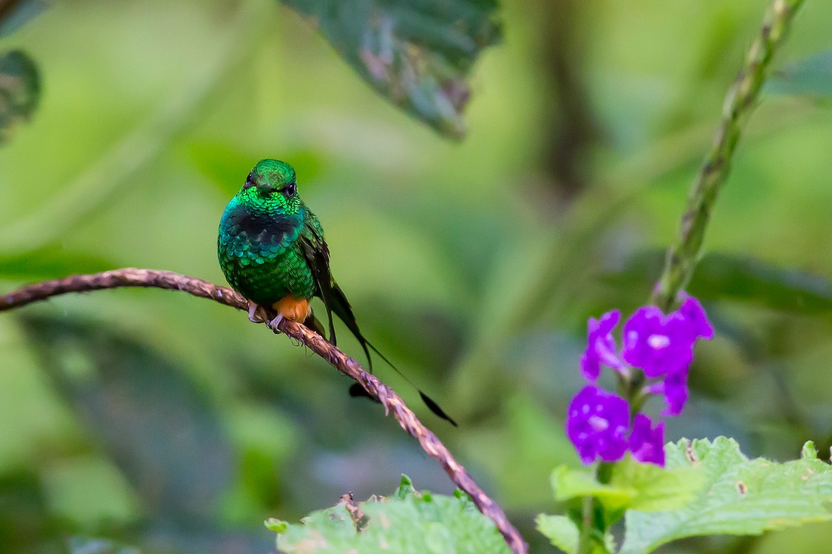 Rufous-booted Racket-tail (Anna's) - ML601837241