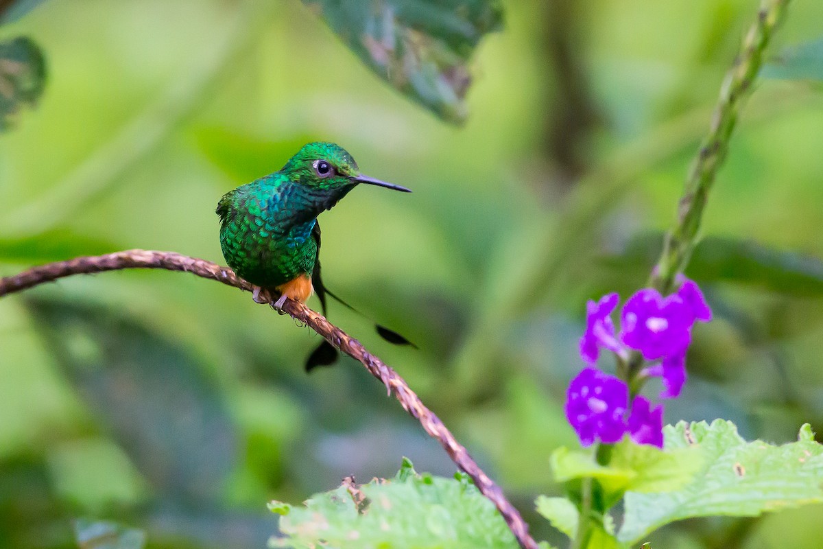 Rufous-booted Racket-tail (Anna's) - Anonymous