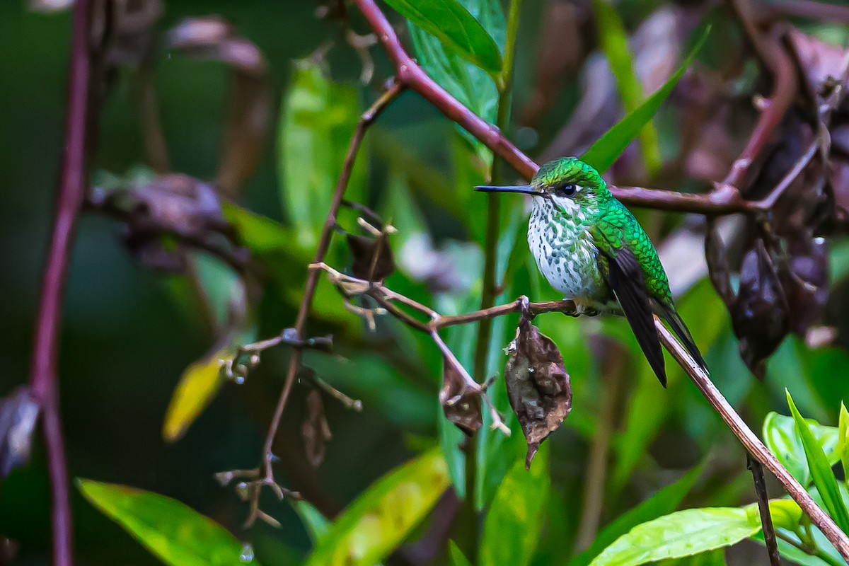 Rufous-booted Racket-tail (Anna's) - ML601837291