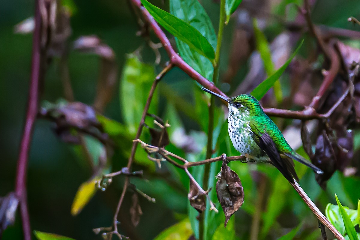Rufous-booted Racket-tail (Anna's) - ML601837311