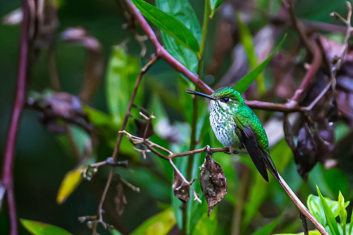 Rufous-booted Racket-tail (Anna's) - ML601837321
