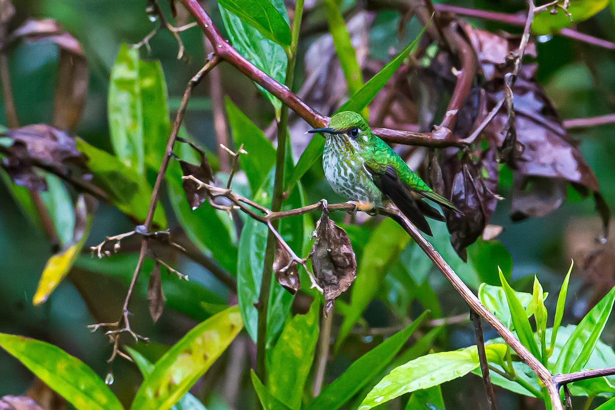 Rufous-booted Racket-tail (Anna's) - ML601837331
