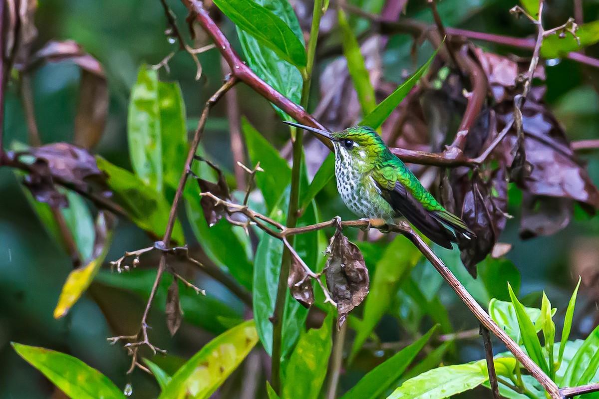 Rufous-booted Racket-tail (Anna's) - ML601837341