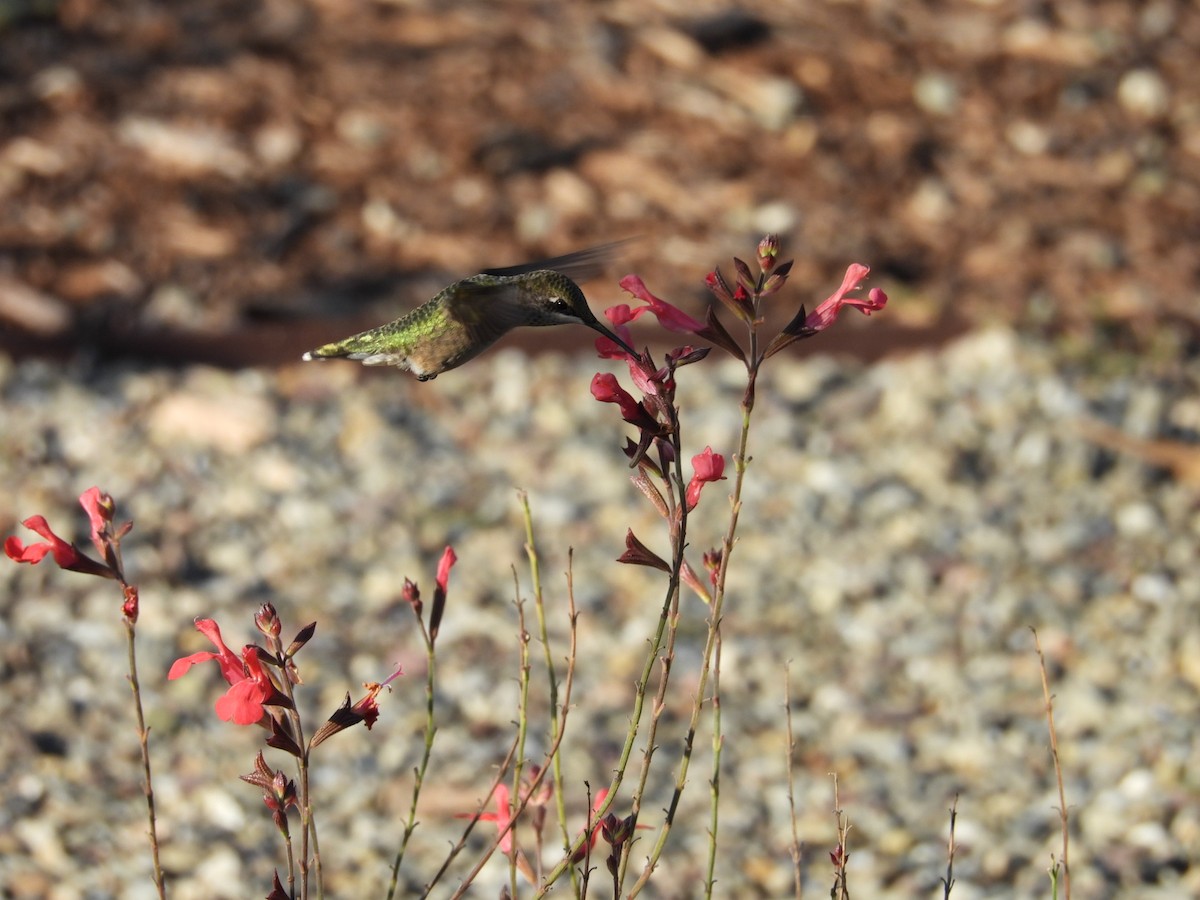 Ruby-throated Hummingbird - ML601837771