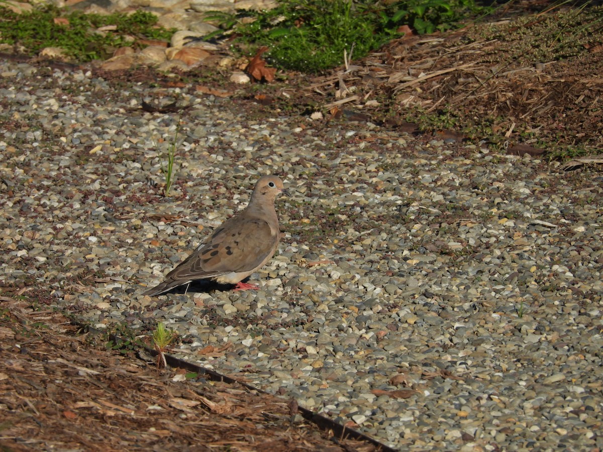 Mourning Dove - ML601837901