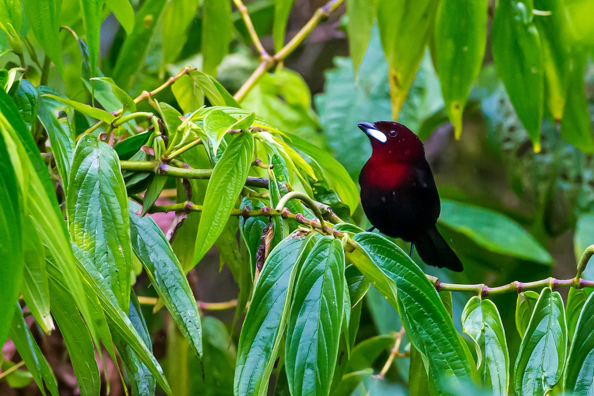 Silver-beaked Tanager - ML601837961